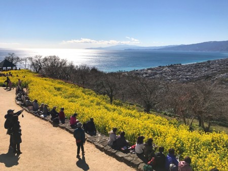 field mustard at Azumayama Park