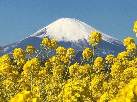 field mustard and Mt.Fuji at Azumayama Park