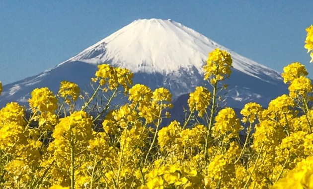 field mustard and Mt.Fuji at Azumayama Park