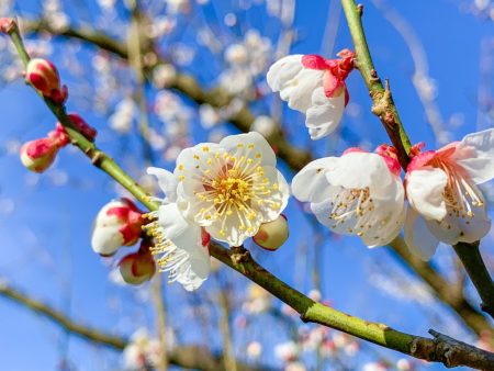 Plum blossoms in Soga,Japan