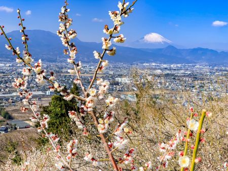 Plum and Mt.Fuji in Soga,Japan