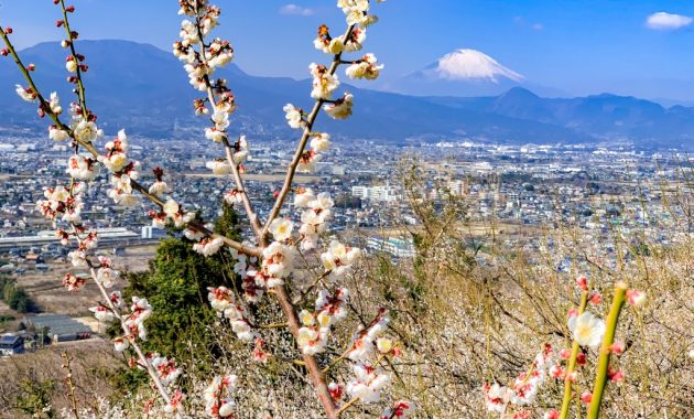 Plum and Mt.Fuji in Soga,Japan