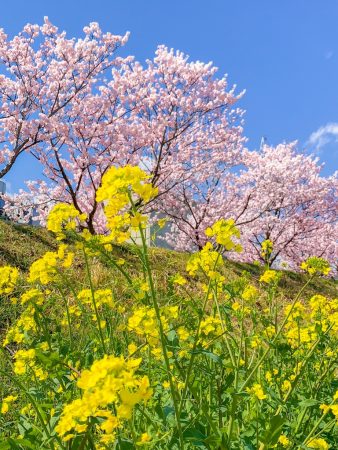 Cherry blossoms at Haruki-michi in Minami Ashigara City