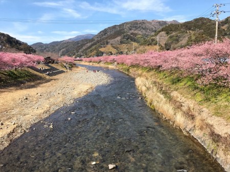 Cherry blossoms in Kawazu Town