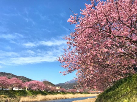 Cherry blossoms in Kawazu Town