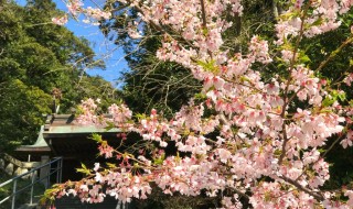 Cherry blossoms in Amanawa Jinmyo Shrine
