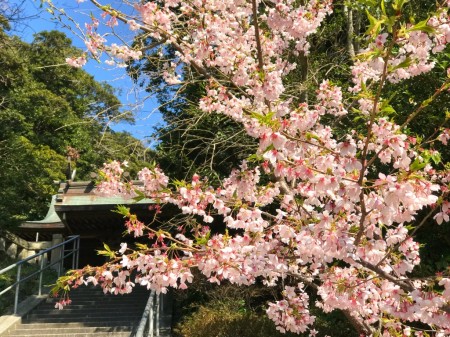 Cherry blossoms in Amanawa Jinmyo Shrine