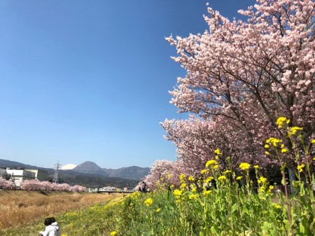 Cherry blossoms and field mustard at Shiawase-michi in Minami Ashigara City