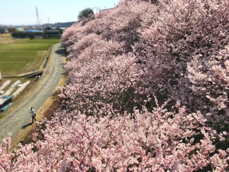 Cherry blossoms in Ichinoseki-Harane
