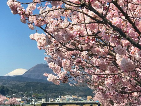 Cherry blossoms and Mt.Fuji at Harukimichi in Minami Ashigara City