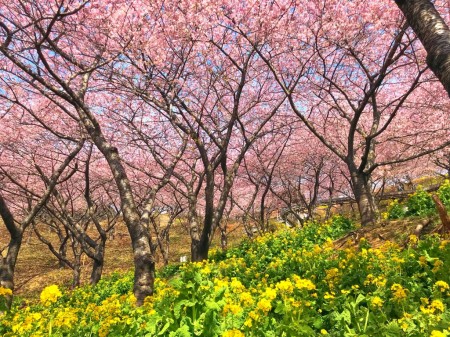 Matsuda Cherry Blossom Festival 2018