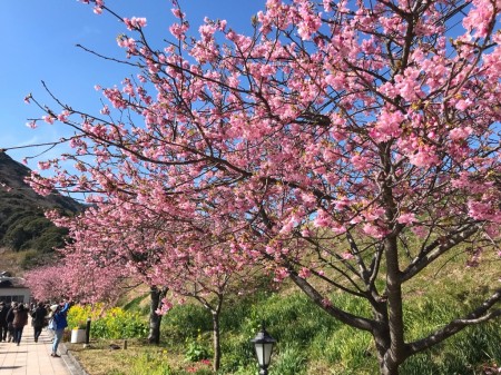 Cherry blossoms near Kawazu station