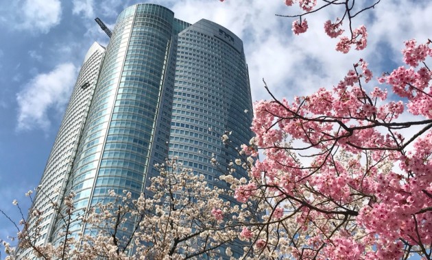 Cherry blossoms in Roppongi Hills
