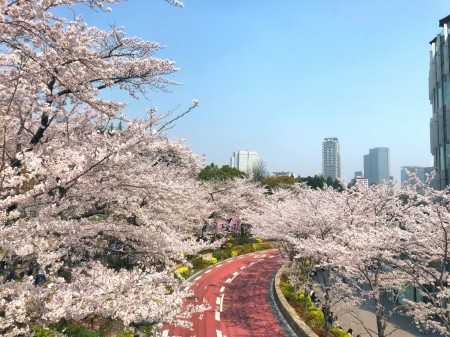 Cherry blossoms at Tokyo Midtown