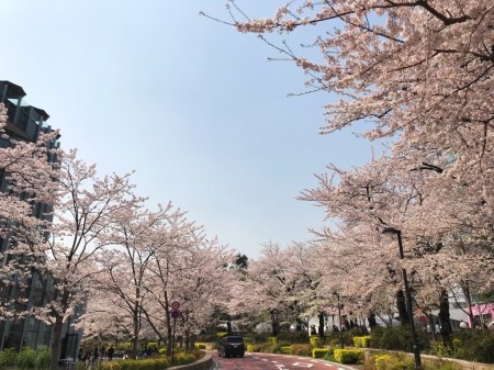 Cherry blossoms at Tokyo Midtown