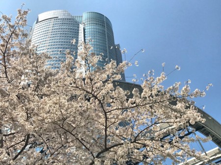 Cherry blossoms in Roppongi Hills