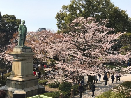 Cherry blossoms at Chidorigafuchi-ryokudo Walkway 