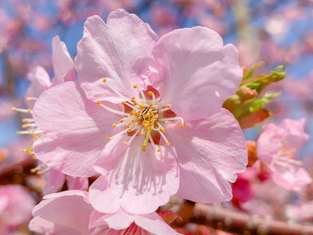 Kawazu Sakura in Hikichigawa Shinsui Koen Park