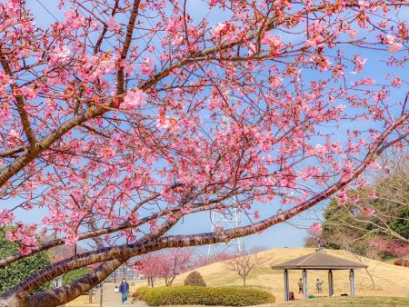 Kawazu Sakura in Hikichigawa Shinsui Koen Park