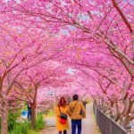 Cherry blossoms in Kawazu Town