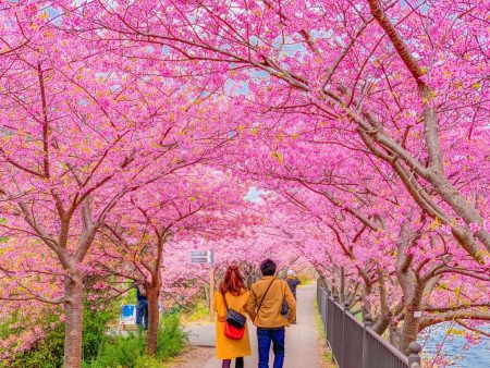 Cherry blossoms in Kawazu Town