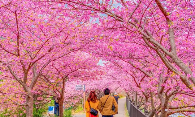 Cherry blossoms in Kawazu Town