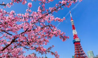 Cherry blossoms and Tokyo Tower at Prince Shibakoen Park