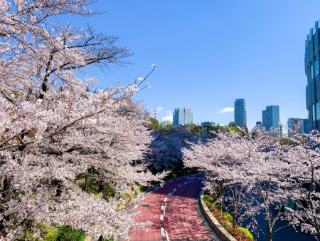 Cherry blossoms at Tokyo Midtown