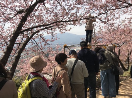 Photo spot at Matsuda Cherry Blossom Festival