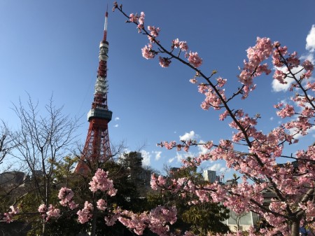 Cherry blossoms at the garden of The Prince Shibakoen Park