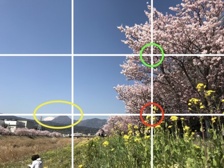 Cherry blossoms and field mustard at Shiawase-michi in Minami Ashigara City