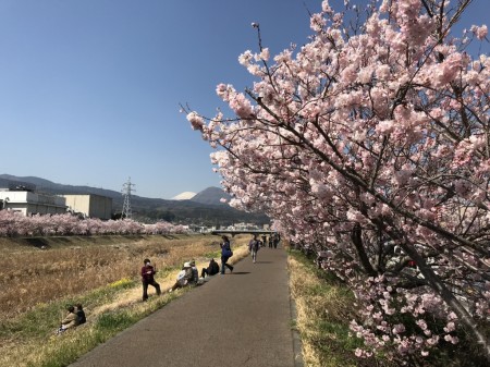 Cherry blossoms at Shiawase-michi in Minami Ashigara City