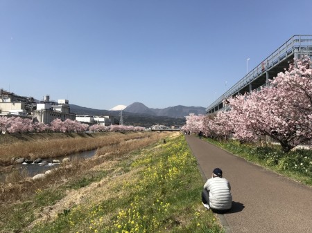 Cherry blossoms and field mustard at Shiawase-michi in Minami Ashigara City