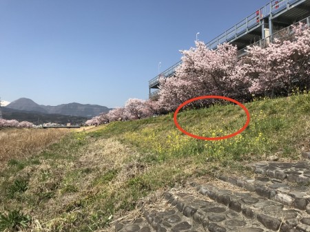 Cherry blossoms and field mustard at Shiawase-michi in Minami Ashigara City