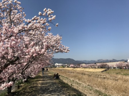 Cherry blossoms at Haruki-michi in Minami Ashigara City