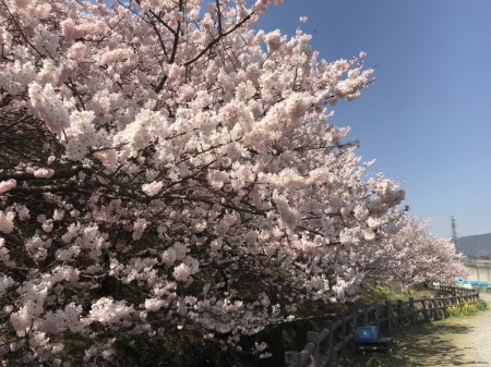 Cherry blossoms in Ichinoseki-Harane