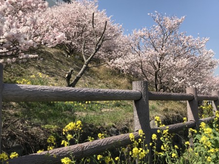 Cherry blossoms in Ichinoseki-Harane