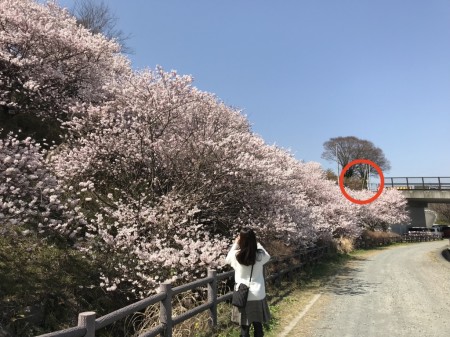 Cherry blossoms in Ichinoseki-Harane