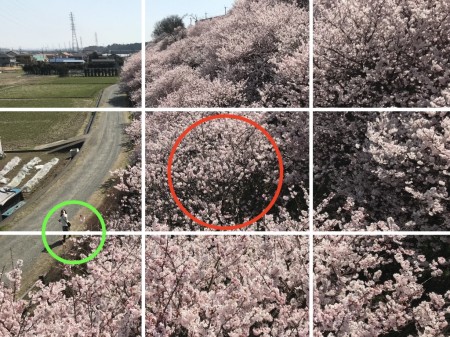 Cherry blossoms in Ichinoseki-Harane