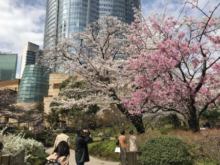 Cherry blossoms at Mouri Teien Garden in Roppongi Hills