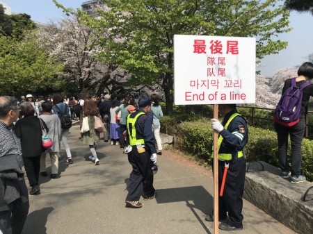 Cherry blossoms at Chidorigafuchi-ryokudo Walkway 