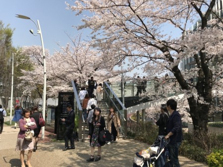 Cherry blossoms at Tokyo Midtown