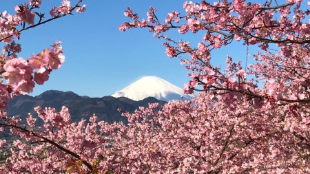 Matsuda Cherry Blossom Festival 2017