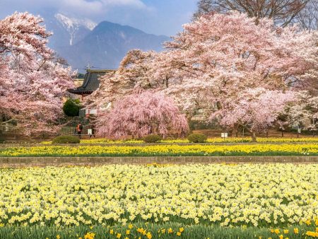 Cherry blossoms and daffodil field in Jisso-ji temple