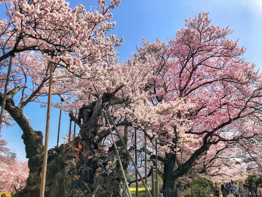 oldest JApanese cherry blossom tree