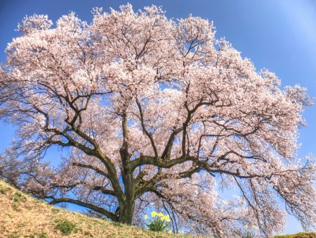 Cherry blossoms at Wanizuka