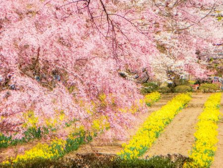 Cherry blossoms and daffodil field in Jisso-ji temple