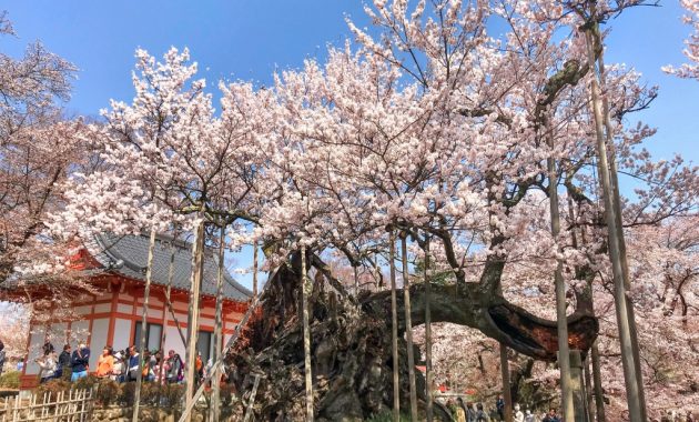 Yamataka Jindai cherry blossom tree