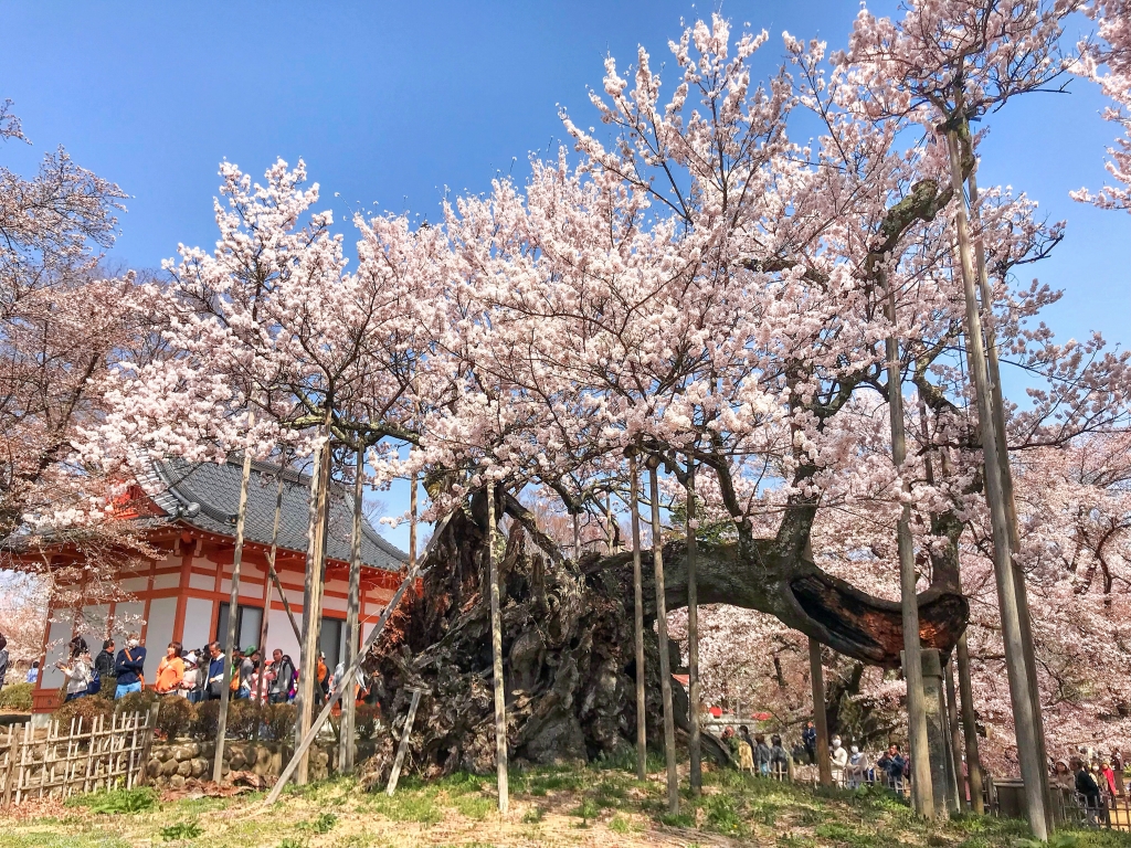 Jindai cherry blossom tree in Jisso-ji temple | 1 minute traveller
