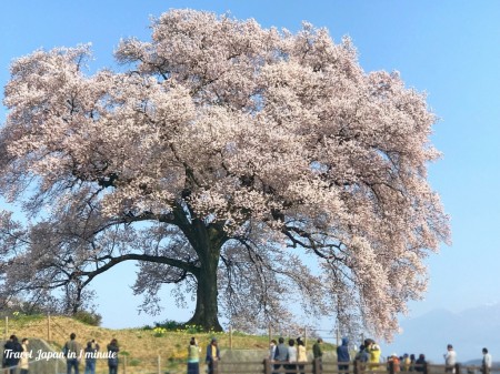 Cherry blossoms at Wanizuka